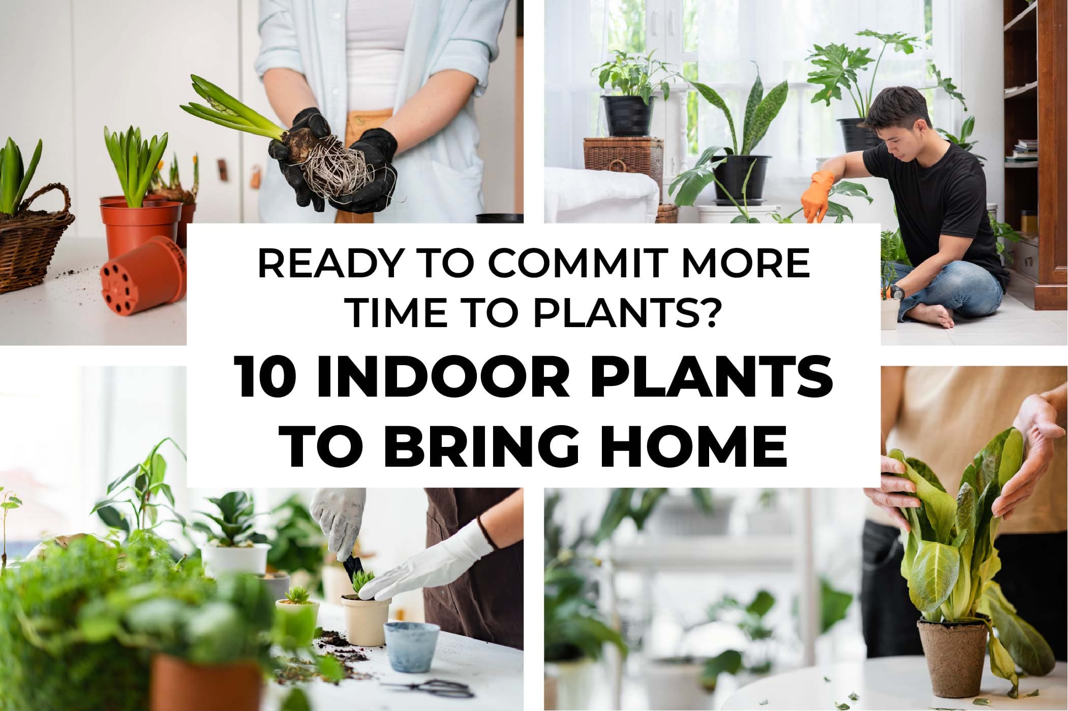 Ready To Commit More Time To Plants? 10 Indoor Plants To Bring Home